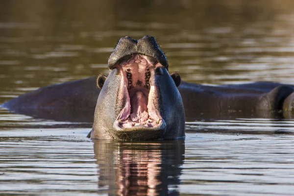 Flodhäst Visar Enorma Käkar Och Tänder Sydafrika — Stockfoto