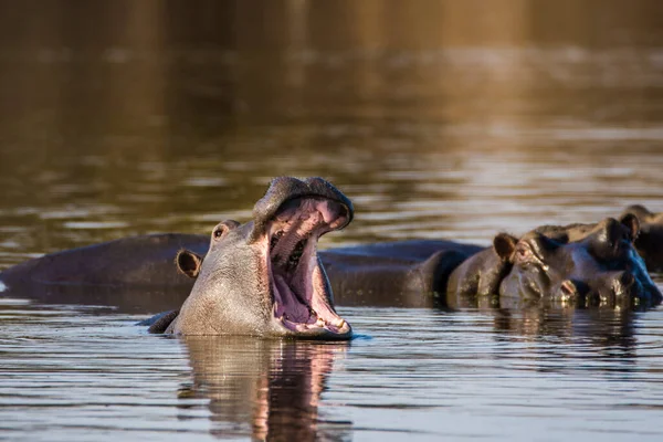 이빨을 남아프리카 공화국 — 스톡 사진
