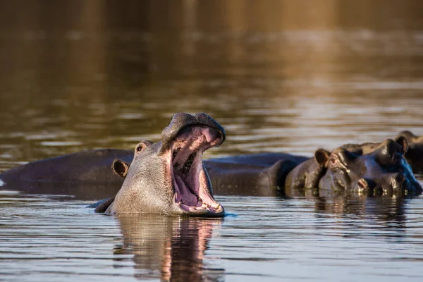 Hippo Kocaman Çene Dişlerini Gösteriyor Güney Afrika — Stok fotoğraf