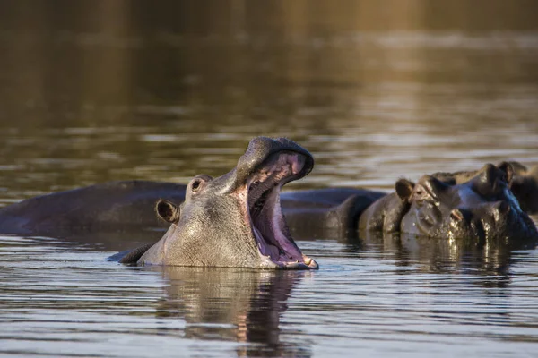 Hipopótamo Mostrando Mandíbula Dientes Enormes Sudáfrica — Foto de Stock