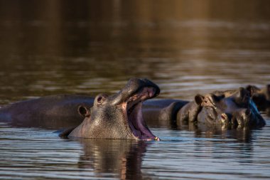 Hippo kocaman çene ve dişlerini gösteriyor, Güney Afrika