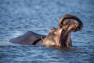 Hippo kocaman çene ve dişlerini gösteriyor, Güney Afrika