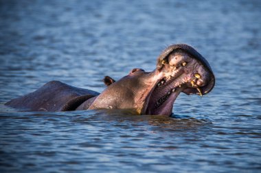 Hippo kocaman çene ve dişlerini gösteriyor, Güney Afrika