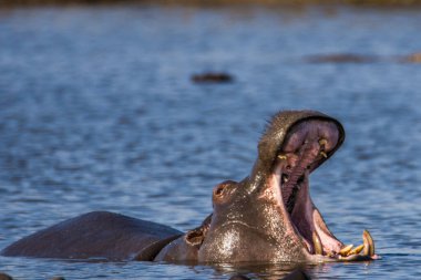 Hippo kocaman çene ve dişlerini gösteriyor, Güney Afrika