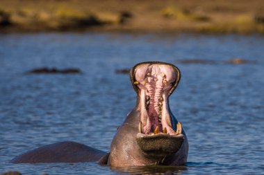 Hippo kocaman çene ve dişlerini gösteriyor, Güney Afrika
