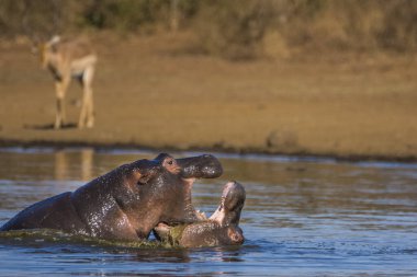Hippo kocaman çene ve dişlerini gösteriyor, Güney Afrika