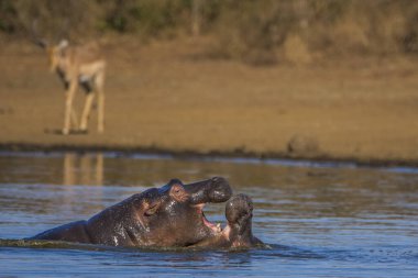 Hippo kocaman çene ve dişlerini gösteriyor, Güney Afrika