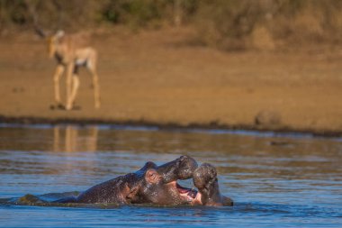 Hippo kocaman çene ve dişlerini gösteriyor, Güney Afrika