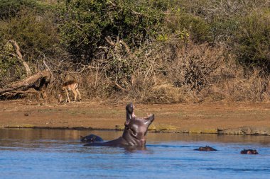 Hippo kocaman çene ve dişlerini gösteriyor, Güney Afrika