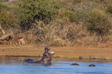 Hippo kocaman çene ve dişlerini gösteriyor, Güney Afrika