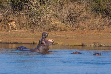 Hippo kocaman çene ve dişlerini gösteriyor, Güney Afrika