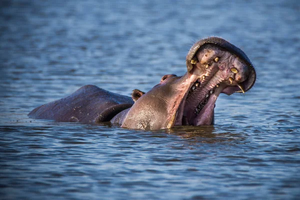 Hippopotame Montrant Mâchoire Les Dents Énormes Afrique Sud — Photo