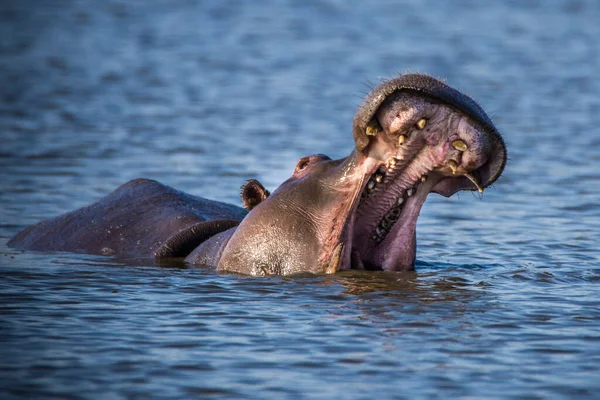 Hroch Ukazuje Obrovské Čelisti Zuby Jihoafrická Republika — Stock fotografie