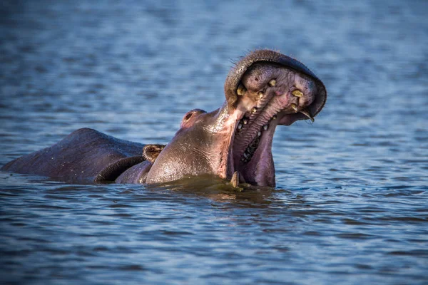 Hippo Toont Enorme Kaak Tanden Zuid Afrika — Stockfoto