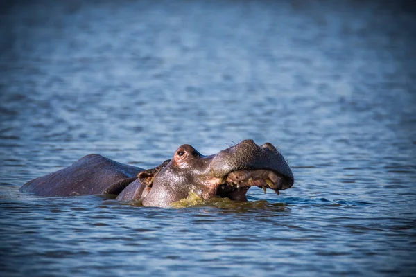 Flodhäst Visar Enorma Käkar Och Tänder Sydafrika — Stockfoto