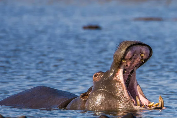 Hippo Mostrando Enorme Mandíbula Dentes África Sul — Fotografia de Stock