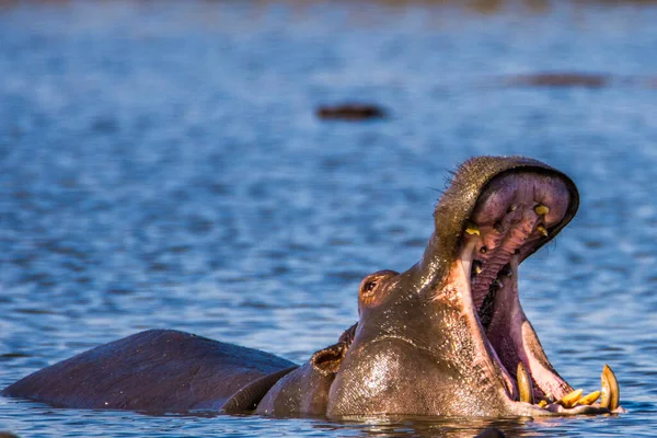 Hippopotame Montrant Mâchoire Les Dents Énormes Afrique Sud — Photo