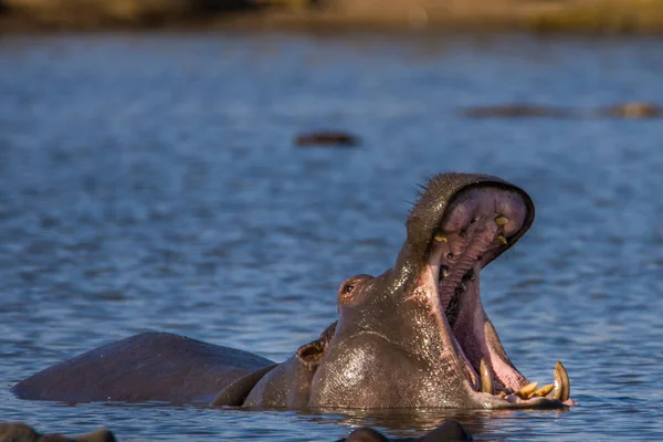 Hippo Kocaman Çene Dişlerini Gösteriyor Güney Afrika — Stok fotoğraf