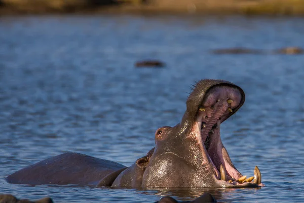 Hippo Toont Enorme Kaak Tanden Zuid Afrika — Stockfoto