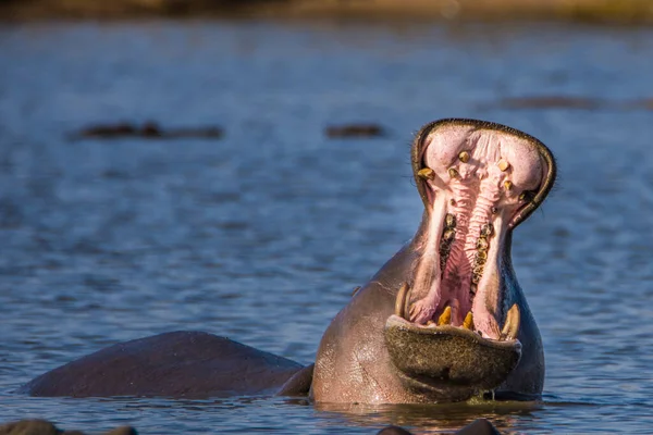 Hroch Ukazuje Obrovské Čelisti Zuby Jihoafrická Republika — Stock fotografie
