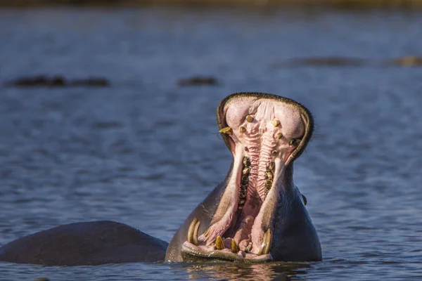 Ippona Mostrando Mascella Denti Enormi Sud Africa — Foto Stock