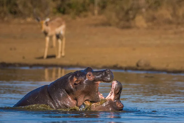 Hippo Kocaman Çene Dişlerini Gösteriyor Güney Afrika — Stok fotoğraf