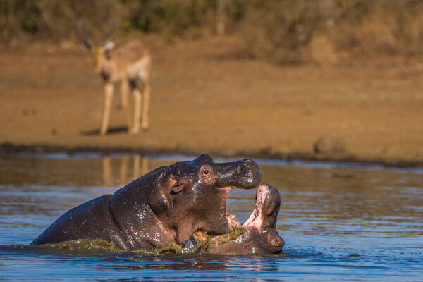 Hippo showing huge jaw and teeth, South Africa