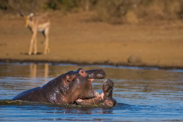 Hippo kocaman çene ve dişlerini gösteriyor, Güney Afrika
