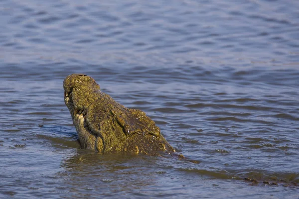 Nile Crocodile Sunset Dam Kruger National Park South Africa — Stock Photo, Image