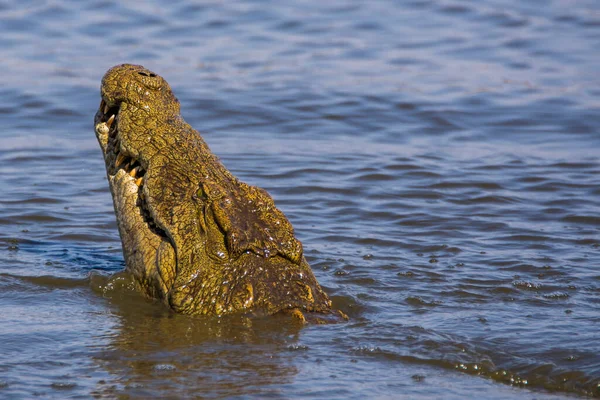 Nílusi Krokodil Sunset Gát Kruger Nemzeti Park Dél Afrika — Stock Fotó