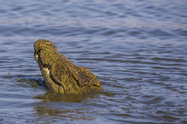 Nílusi Krokodil Sunset Gát Kruger Nemzeti Park Dél Afrika — Stock Fotó