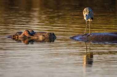 Güney Afrika 'daki Kruger Ulusal Parkı' ndaki barajda su aygırı var.