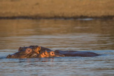 Güney Afrika 'daki Kruger Ulusal Parkı' ndaki barajda su aygırı var.