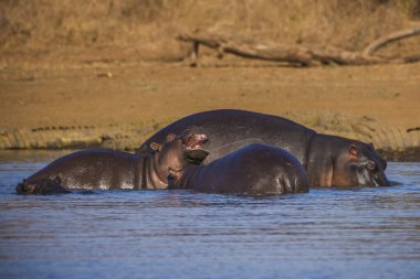 Güney Afrika 'daki Kruger Ulusal Parkı' ndaki barajda su aygırı var.