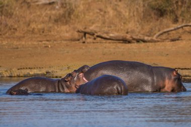 Güney Afrika 'daki Kruger Ulusal Parkı' ndaki barajda su aygırı var.