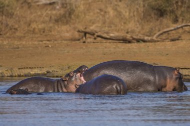 Güney Afrika 'daki Kruger Ulusal Parkı' ndaki barajda su aygırı var.