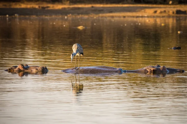 Hippopotame Barrage Parc National Kruger Afrique Sud — Photo