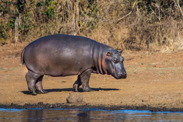 南アフリカのクルーガー国立公園のダムのカバ — ストック写真