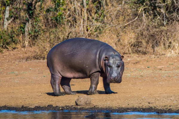 Hippopótamo Barragem Parque Nacional Kruger África Sul — Fotografia de Stock