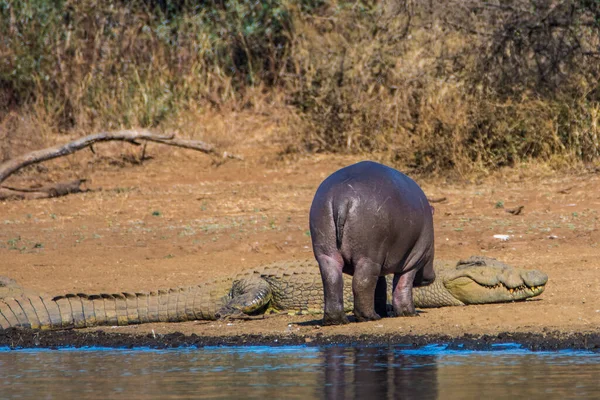 南アフリカのクルーガー国立公園のダムのカバ — ストック写真