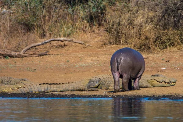 Güney Afrika Daki Kruger Ulusal Parkı Ndaki Barajda Aygırı Var — Stok fotoğraf