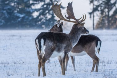 Çek Cumhuriyeti 'nde kışın benekli geyik görüldü.