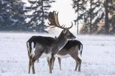 Çek Cumhuriyeti 'nde kışın benekli geyik görüldü.