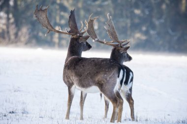 Çek Cumhuriyeti 'nde kışın benekli geyik görüldü.