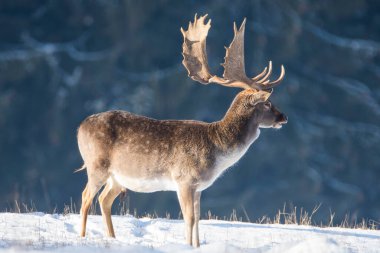 Çek Cumhuriyeti 'nde kışın benekli geyik görüldü.