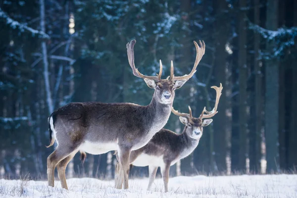 Gevlekte Damherten Het Winterlandschap Tsjechië — Stockfoto