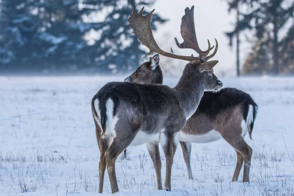 Gevlekte Damherten Het Winterlandschap Tsjechië — Stockfoto