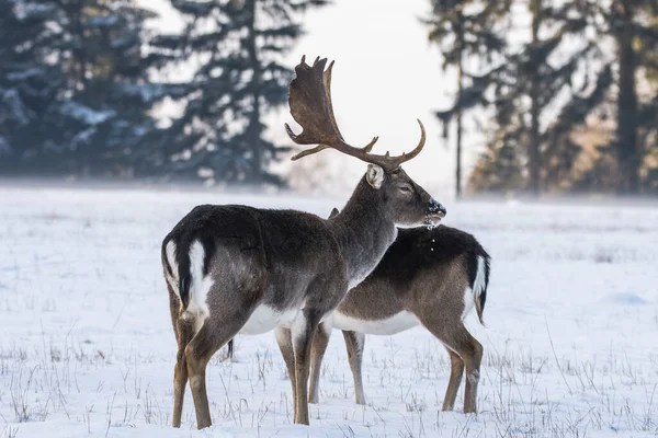 Gevlekte Damherten Het Winterlandschap Tsjechië — Stockfoto