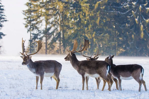 捷克共和国冬季风景中的小鹿斑点 — 图库照片