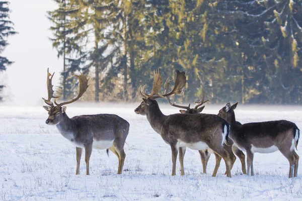 Spotted Fallow Deer Winter Landscape Czech Republic — Stock Photo, Image